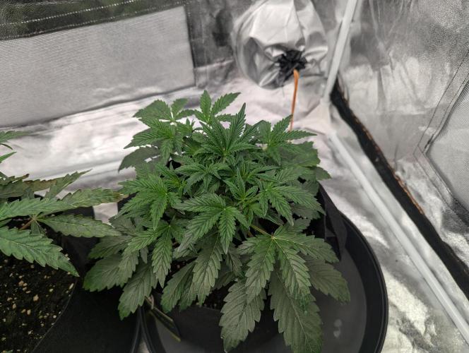 owch my balls!. Week 4