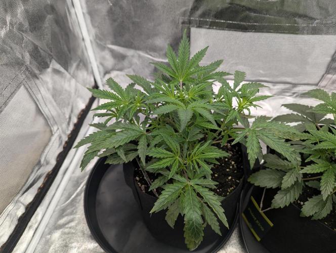 owch my balls!. Week 4