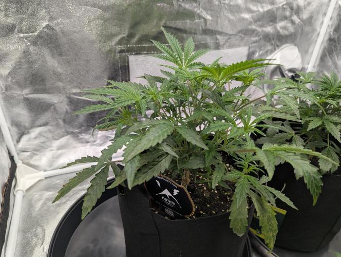 owch my balls!. Week 4