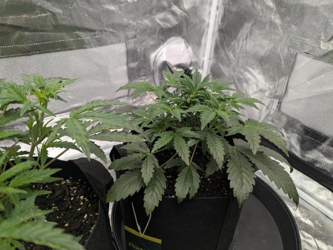 owch my balls!. Week 4