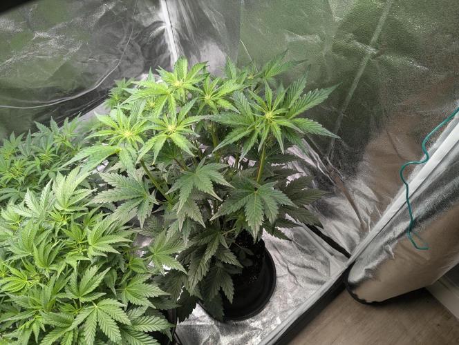 Alien vs MyLittlePony. Week 5