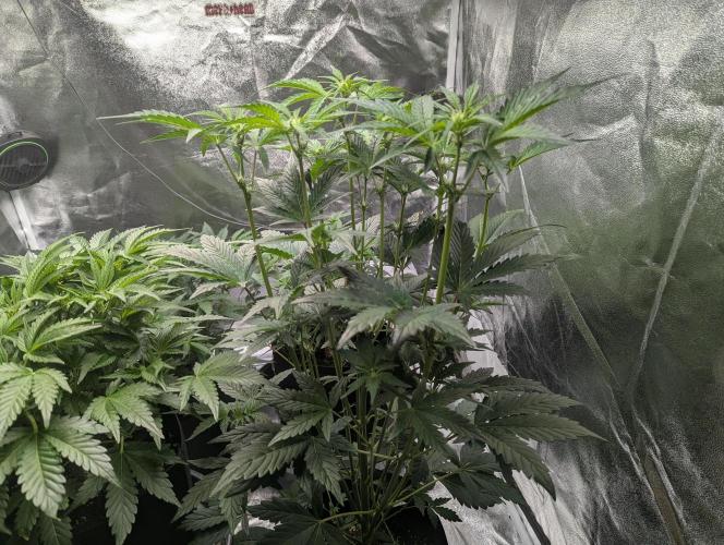 Alien vs MyLittlePony. Week 5