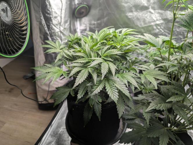 Alien vs MyLittlePony. Week 5