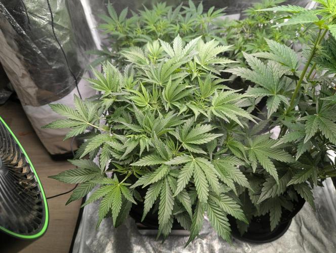 Alien vs MyLittlePony. Week 5