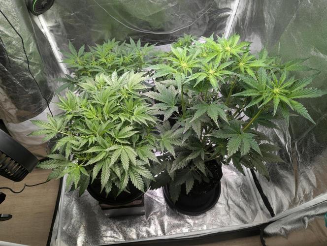 Alien vs MyLittlePony. Week 5