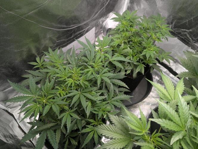 owch my balls!. Week 5