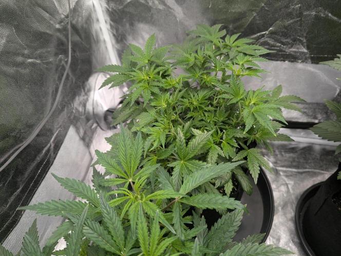 owch my balls!. Week 5