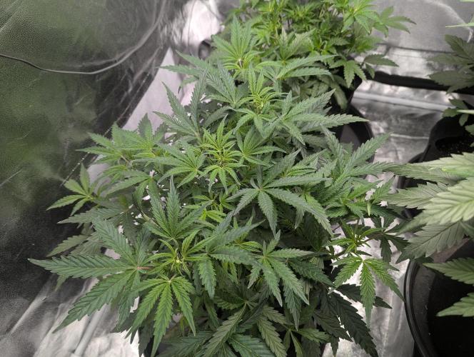 owch my balls!. Week 5