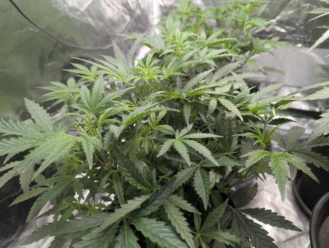 owch my balls!. Week 5