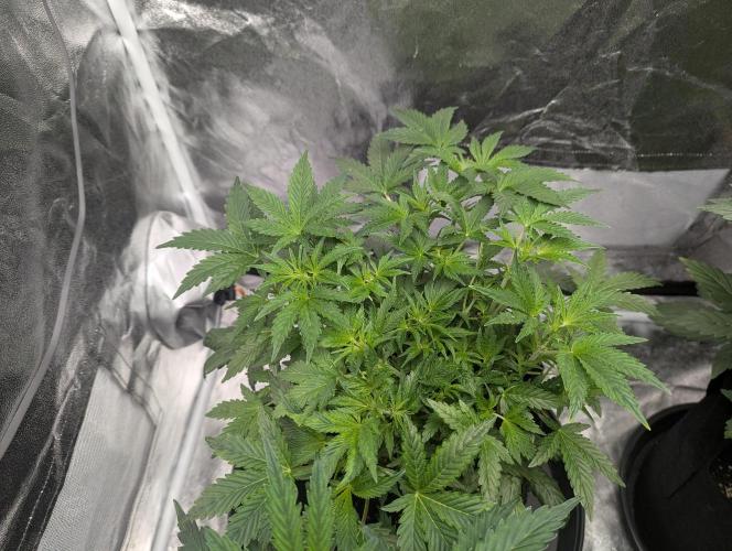 owch my balls!. Week 5