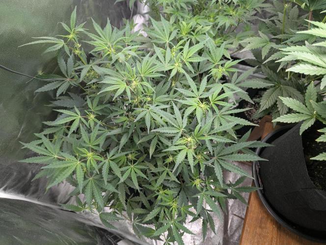 owch my balls!. Week 6