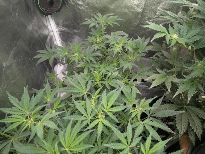 owch my balls!. Week 6