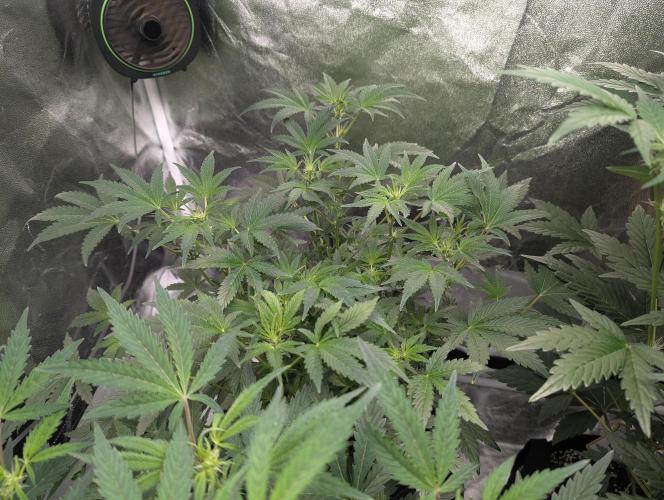 owch my balls!. Week 6