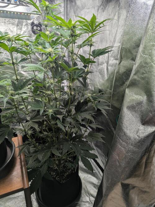 Alien vs MyLittlePony. Week 6