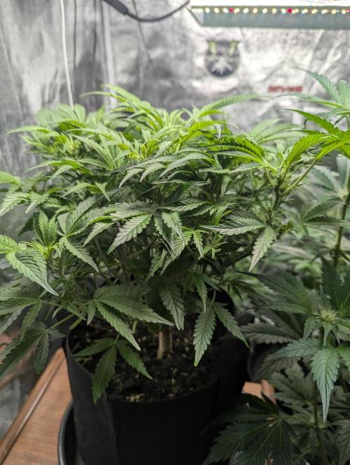 Alien vs MyLittlePony. Week 6 - AVT