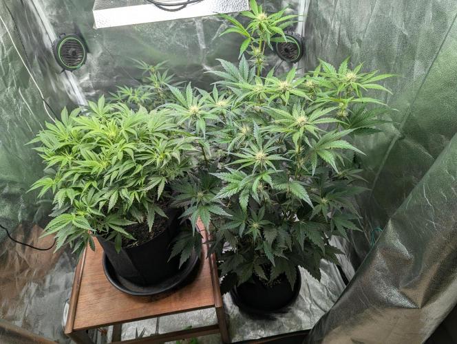 Alien vs MyLittlePony. Week 6