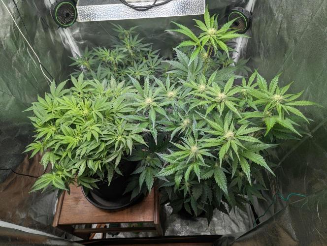 Alien vs MyLittlePony. Week 6