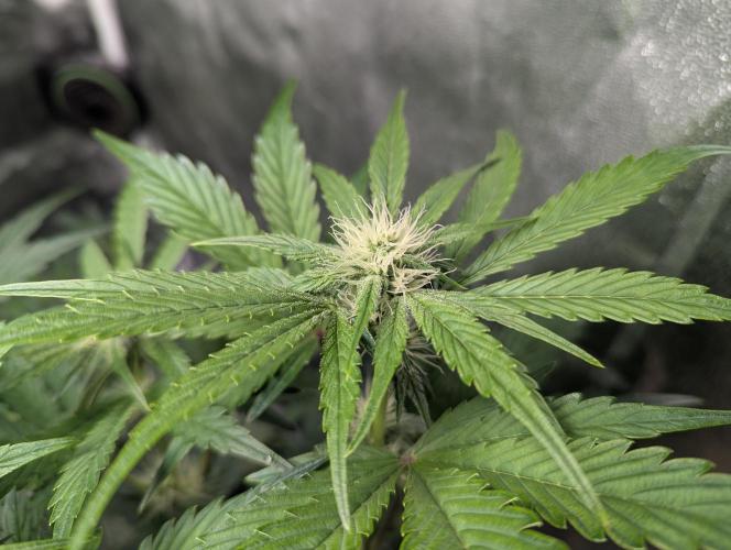 Alien vs MyLittlePony. Week 6 - SS