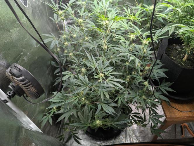 owch my balls!. Week 7