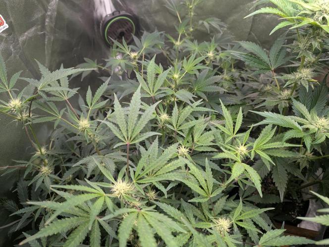 owch my balls!. Week 7