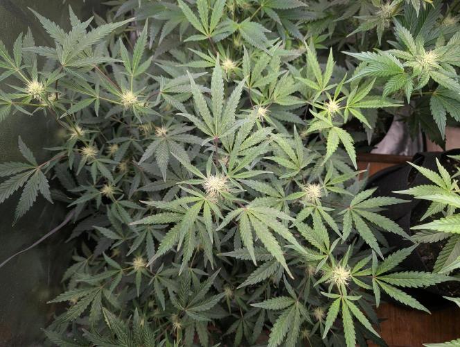 owch my balls!. Week 7