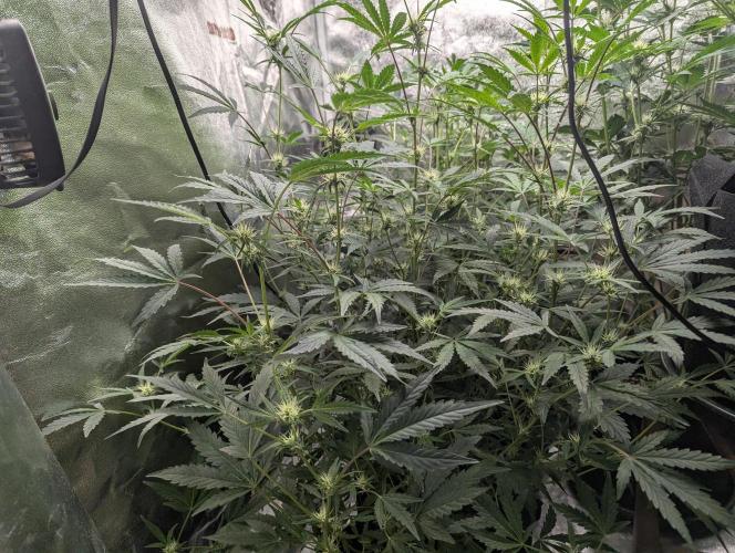 owch my balls!. Week 7