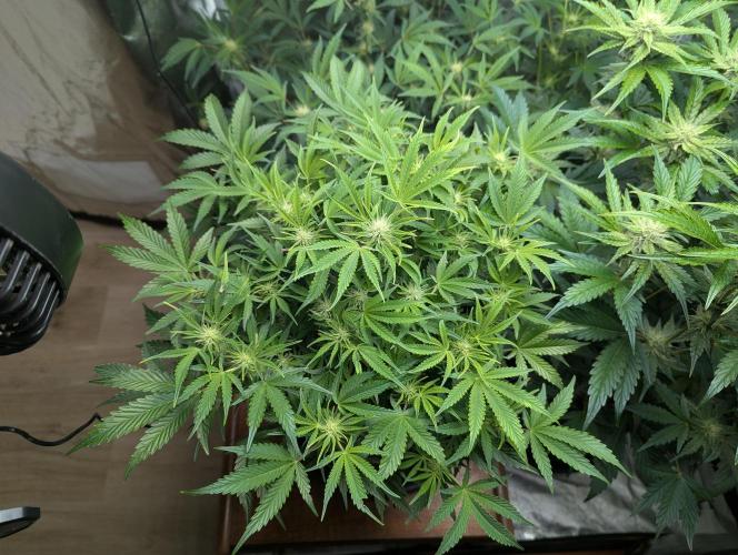 Alien vs MyLittlePony. Week 7