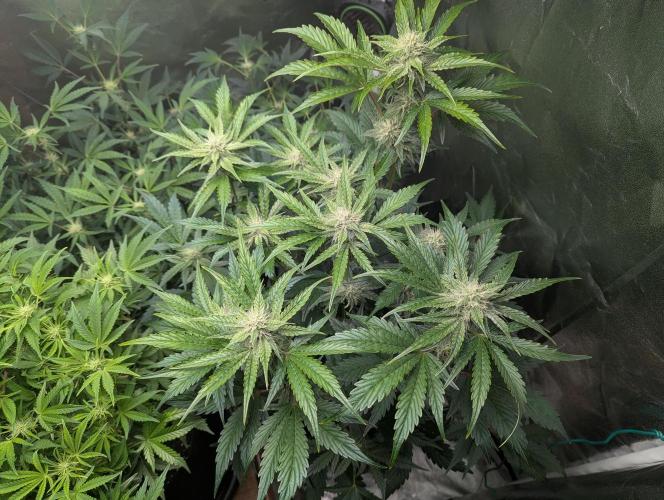 Alien vs MyLittlePony. Week 7