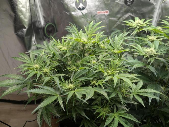 Alien vs MyLittlePony. Week 7