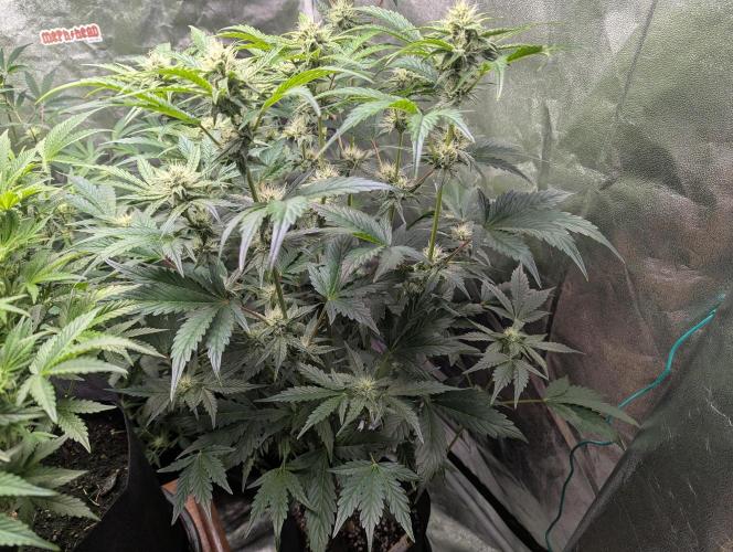 Alien vs MyLittlePony. Week 7