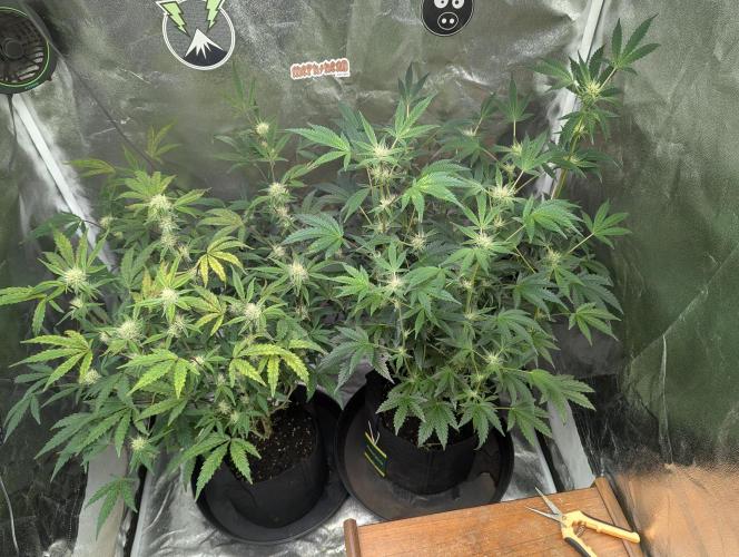 owch my balls!. Week 8