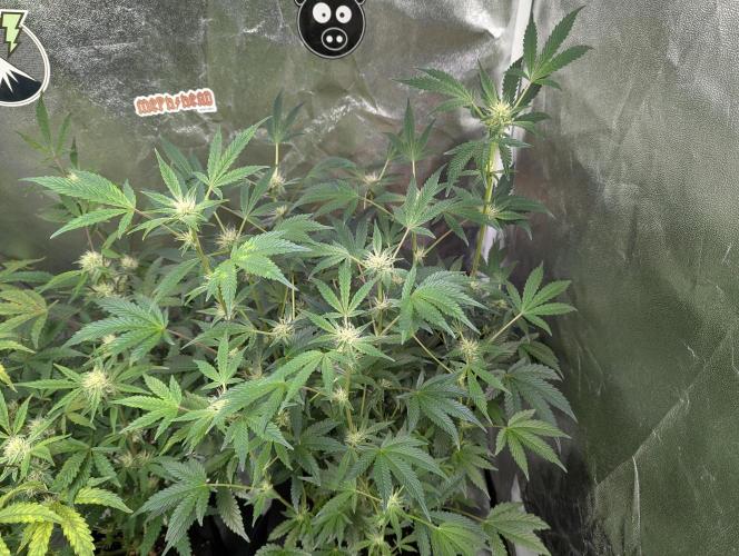 owch my balls!. Week 8