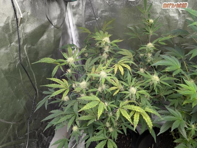 owch my balls!. Week 8