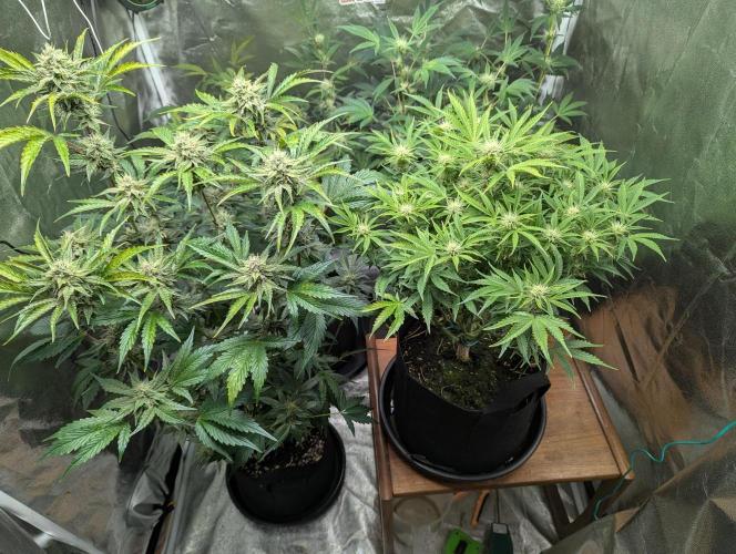 Alien vs MyLittlePony. Week 8