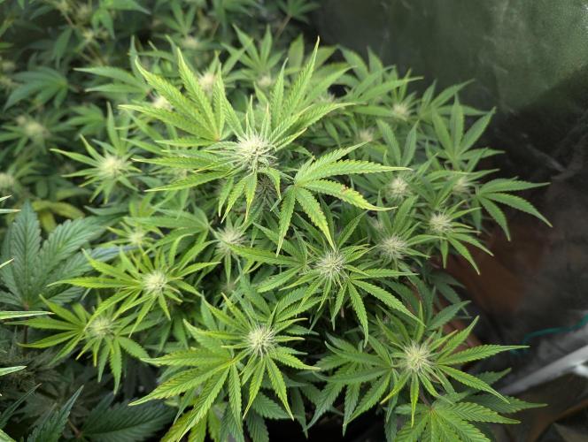 Alien vs MyLittlePony. Week 8