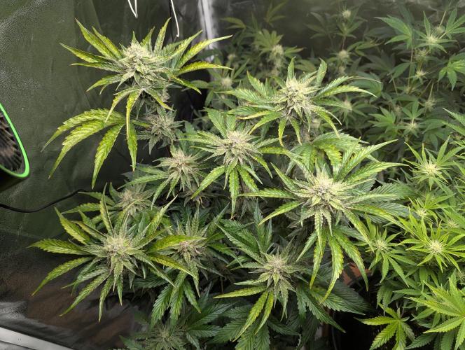 Alien vs MyLittlePony. Week 8