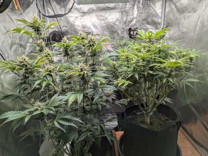 Alien vs MyLittlePony. Week 8