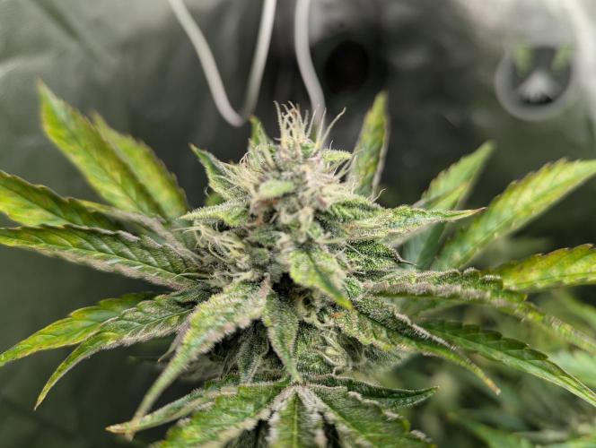 Alien vs MyLittlePony. Week 8