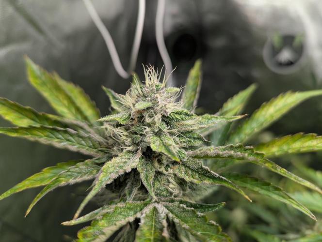 Alien vs MyLittlePony. Week 8