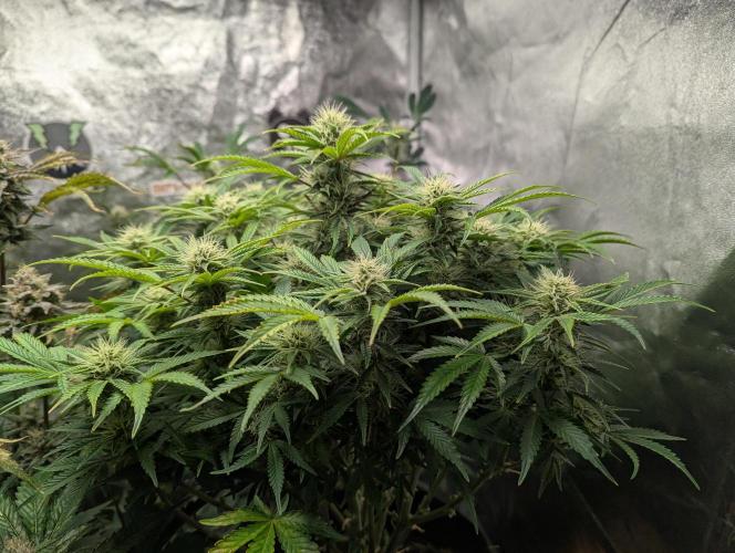 owch my balls!. Week 9