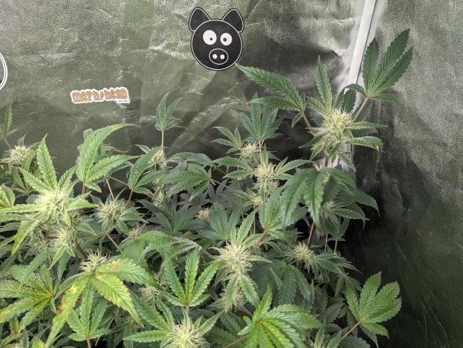 owch my balls!. Week 9