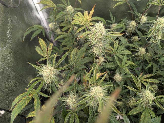 owch my balls!. Week 9