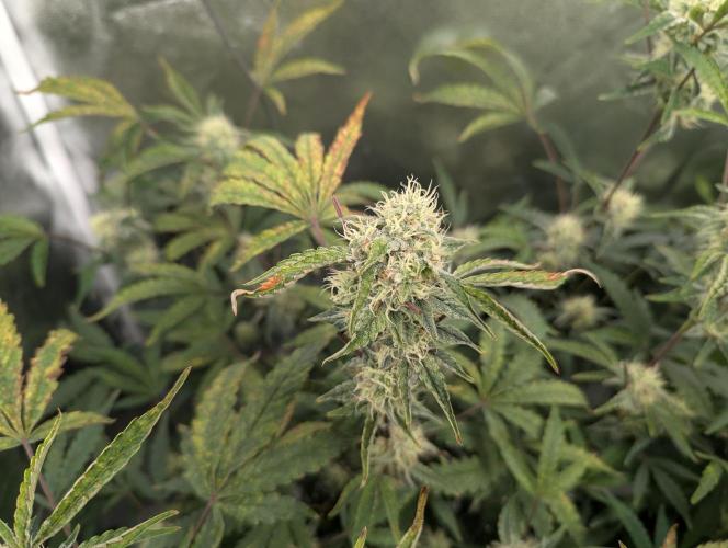 owch my balls!. Week 9