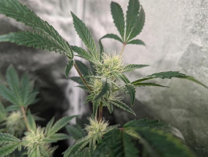 owch my balls!. Week 9