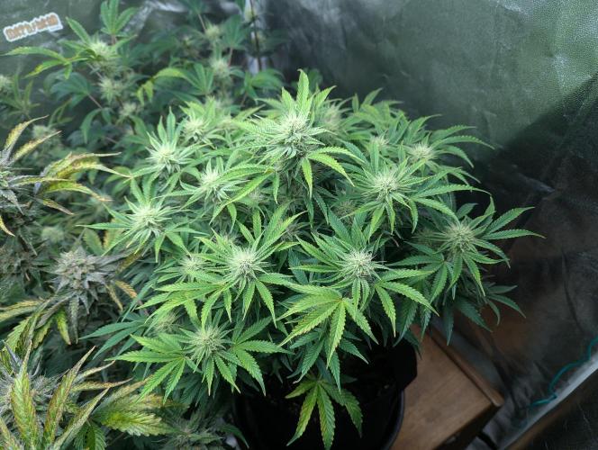 Alien vs MyLittlePony. Week 9