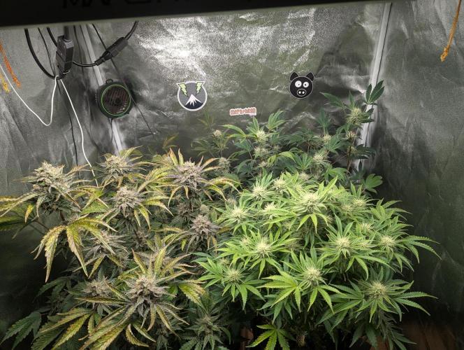 Alien vs MyLittlePony. Week 9