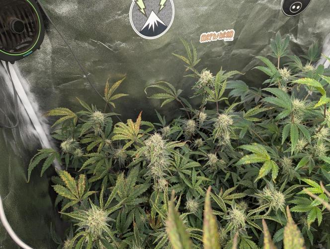 owch my balls!. Week 9