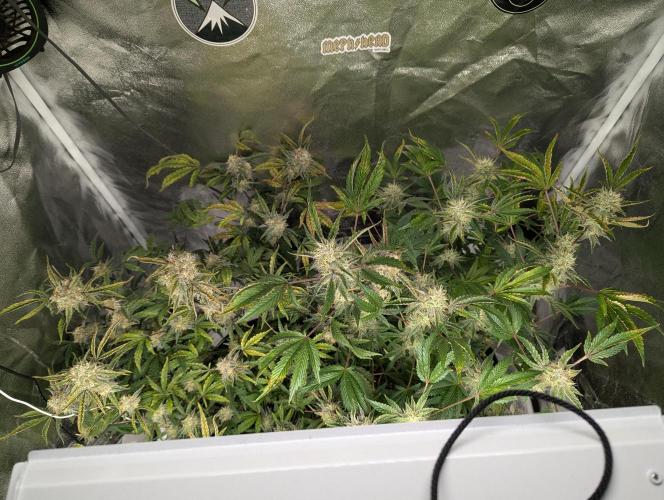 owch my balls!. Week 10