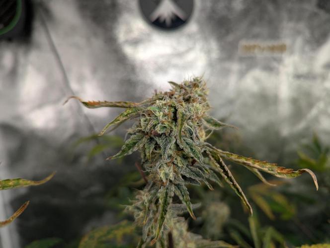 owch my balls!. Week 10