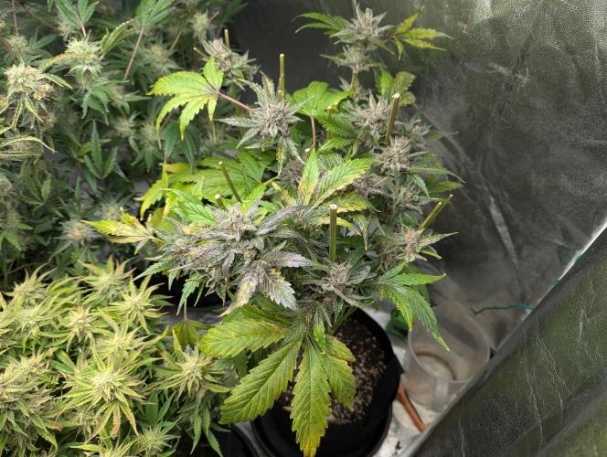 Alien vs MyLittlePony. Week 10